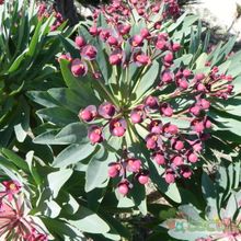 A photo of Euphorbia atropurpurea
