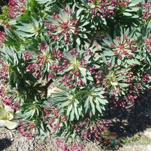 A photo of Euphorbia atropurpurea
