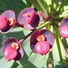 A photo of Euphorbia atropurpurea