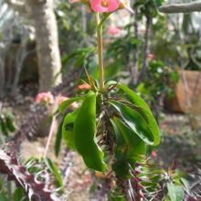 Una foto de Euphorbia milii var. hislopii
