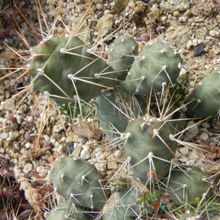 A photo of Cumulopuntia boliviana