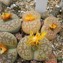Una foto de Lithops gesinae