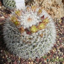 A photo of Mammillaria evermanniana