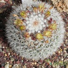 A photo of Mammillaria evermanniana