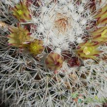 A photo of Mammillaria evermanniana