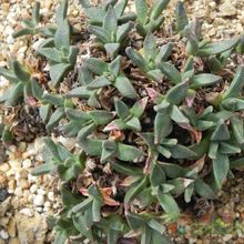 A photo of Nananthus vittatus