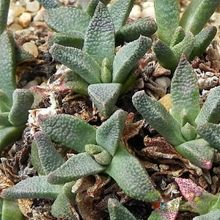 A photo of Nananthus vittatus