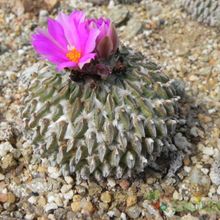 Una foto de Pelecyphora aselliformis