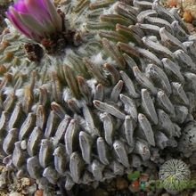 Una foto de Pelecyphora aselliformis