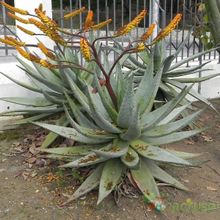 Una foto de Aloe marlothii ssp. marlothii