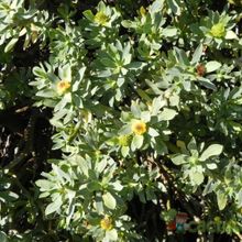 A photo of Euphorbia balsamifera subsp. balsamifera