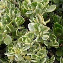 Una foto de Crassula ovata fma. variegada