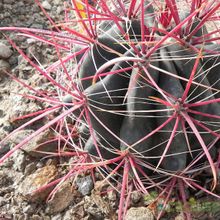 Una foto de Ferocactus gracilis ssp. coloratus