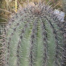 Una foto de Carnegiea gigantea