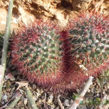 Una foto de Mammillaria rhodantha ssp. rhodantha