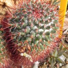 Una foto de Mammillaria rhodantha ssp. rhodantha
