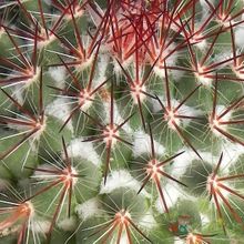 Una foto de Mammillaria rhodantha ssp. rhodantha