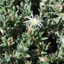 A photo of Trichodiadema mirabile  