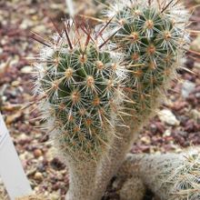 A photo of Thelocactus hastifer