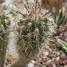 A photo of Thelocactus hastifer