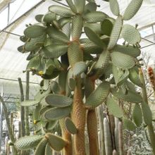 Una foto de Opuntia galapageia