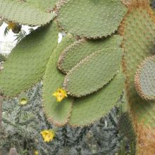 Una foto de Opuntia galapageia