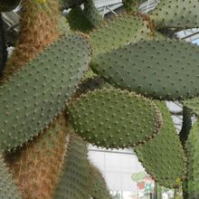 Una foto de Opuntia galapageia