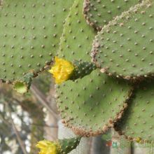 Una foto de Opuntia galapageia