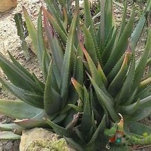 Una foto de Aloe tomentosa  