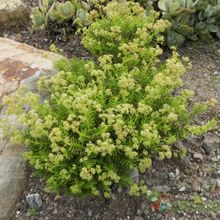 Una foto de Crassula tetragona
