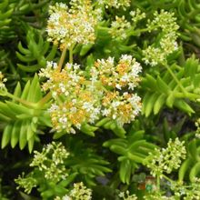 Una foto de Crassula tetragona