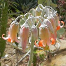 A photo of Cotyledon orbiculata