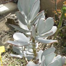 A photo of Cotyledon orbiculata