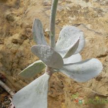 A photo of Cotyledon orbiculata