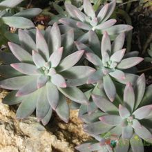 A photo of Graptosedum cv. Francesco Baldi