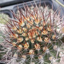 A photo of Acanthocalycium ferrarii