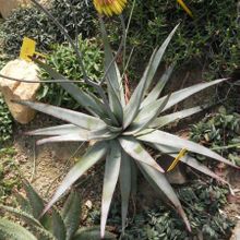 A photo of Aloe capitata  