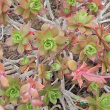 Una foto de Aeonium decorum