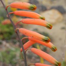 A photo of Astroloba rubriflora  