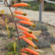 A photo of Astroloba rubriflora  