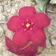 Una foto de Orbeopsis melanantha
