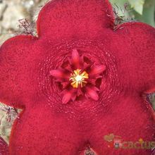Una foto de Orbeopsis melanantha
