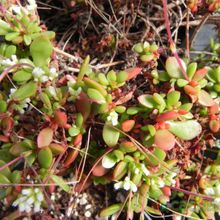 Una foto de Crassula pubescens subsp. radicans