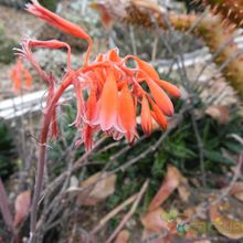 Una foto de Aloe bellatula  