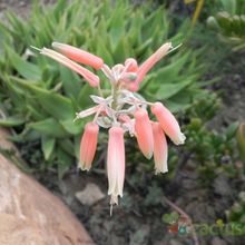 Una foto de Aloe ibitiensis