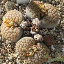 A photo of Lithops hookeri var. hookeri