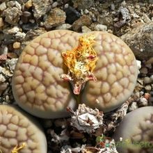 A photo of Lithops hookeri var. hookeri