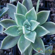 A photo of Graptopetalum paraguayense