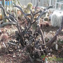 Una foto de Cereus spegazzinii fma. crestada