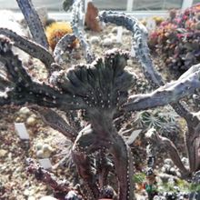 Una foto de Cereus spegazzinii fma. crestada